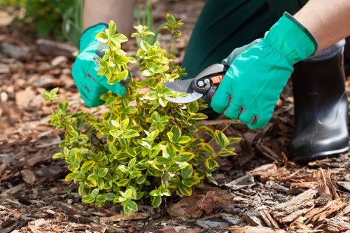 Environmental tree care practices in Swiss Cottage