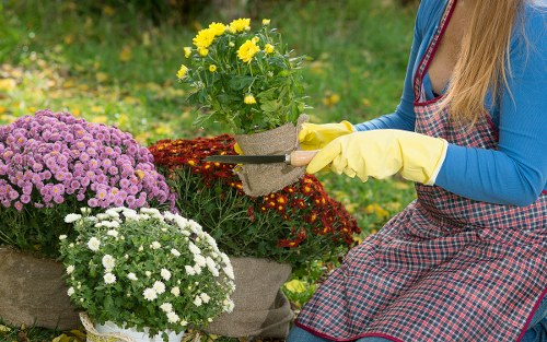 Experienced lawn mower working in Swiss Cottage garden