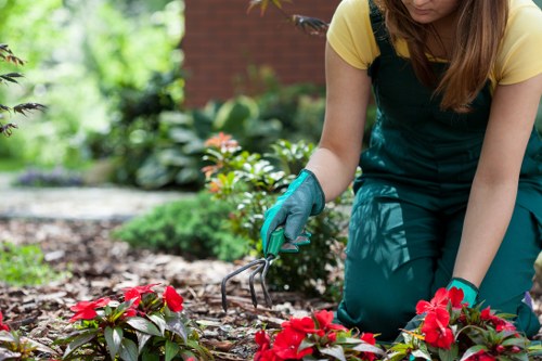 Garden clearance process with pruning and debris removal