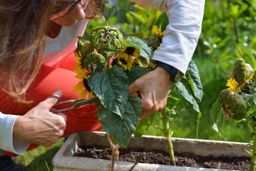 Professional garden maintenance services